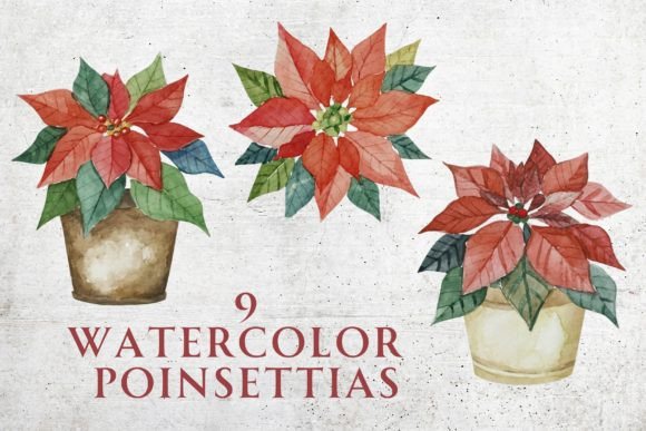 Watercolor Christmas Poinsettias Illustrations Review